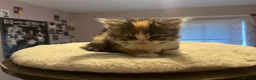Mixed Breed cats for sale: Beautiful longhair kittens for sale  - Advert 7