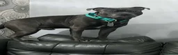 Staffordshire Bull Terrier dogs for sale: Gorgeous staffordshire bull terrier puppies - Advert 8
