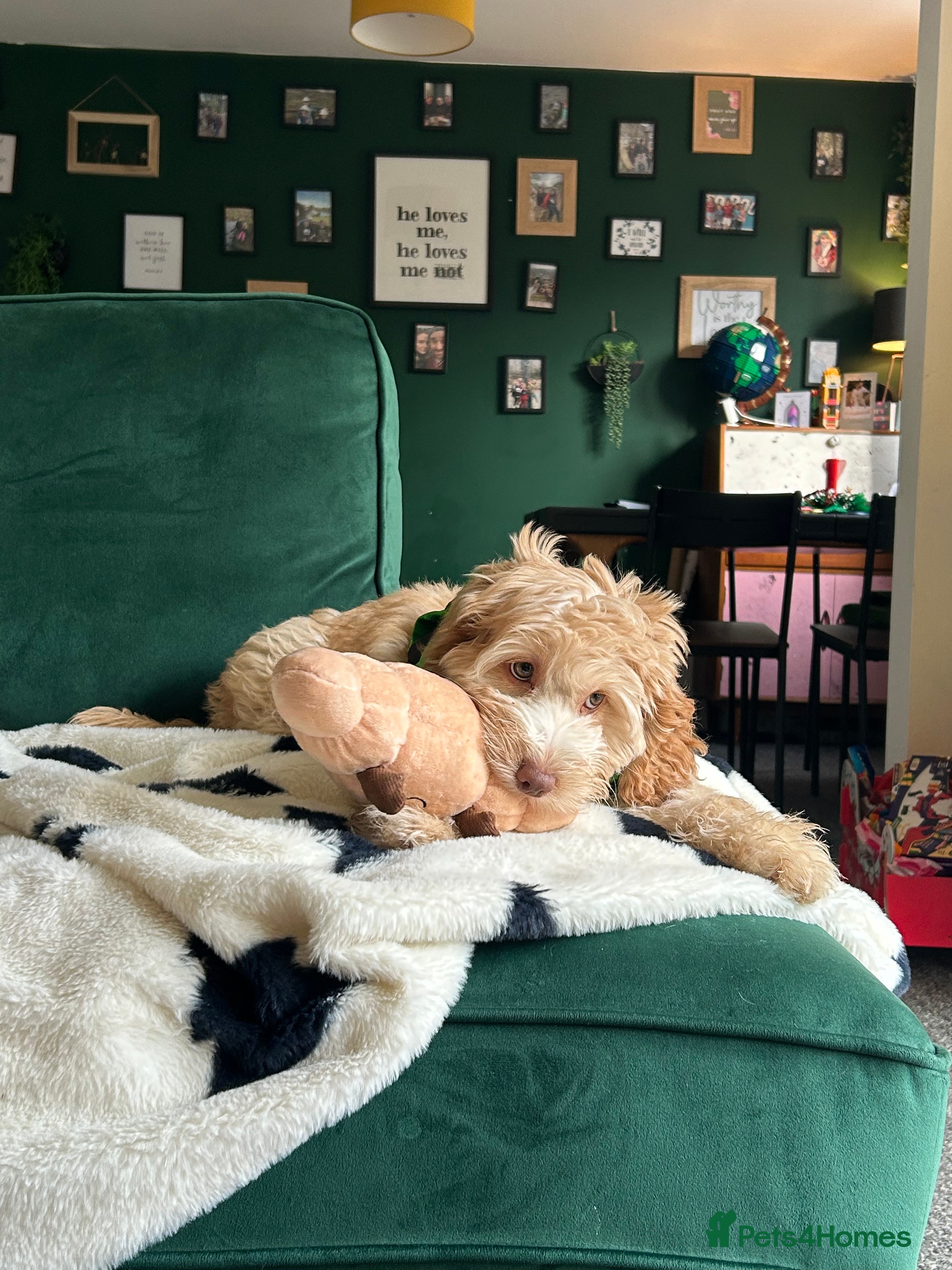 Cockapoo dogs 15 week Cockapoo- toilet trained  - Advert 5