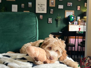 Cockapoo dogs 15 week Cockapoo- toilet trained - Advert 4