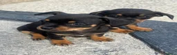Chiweenie dogs for sale: 🌸 Beautiful Chiweenie Puppies 🌸 - Advert 11