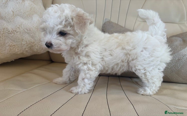 Toy Poodle dogs - Advert 8