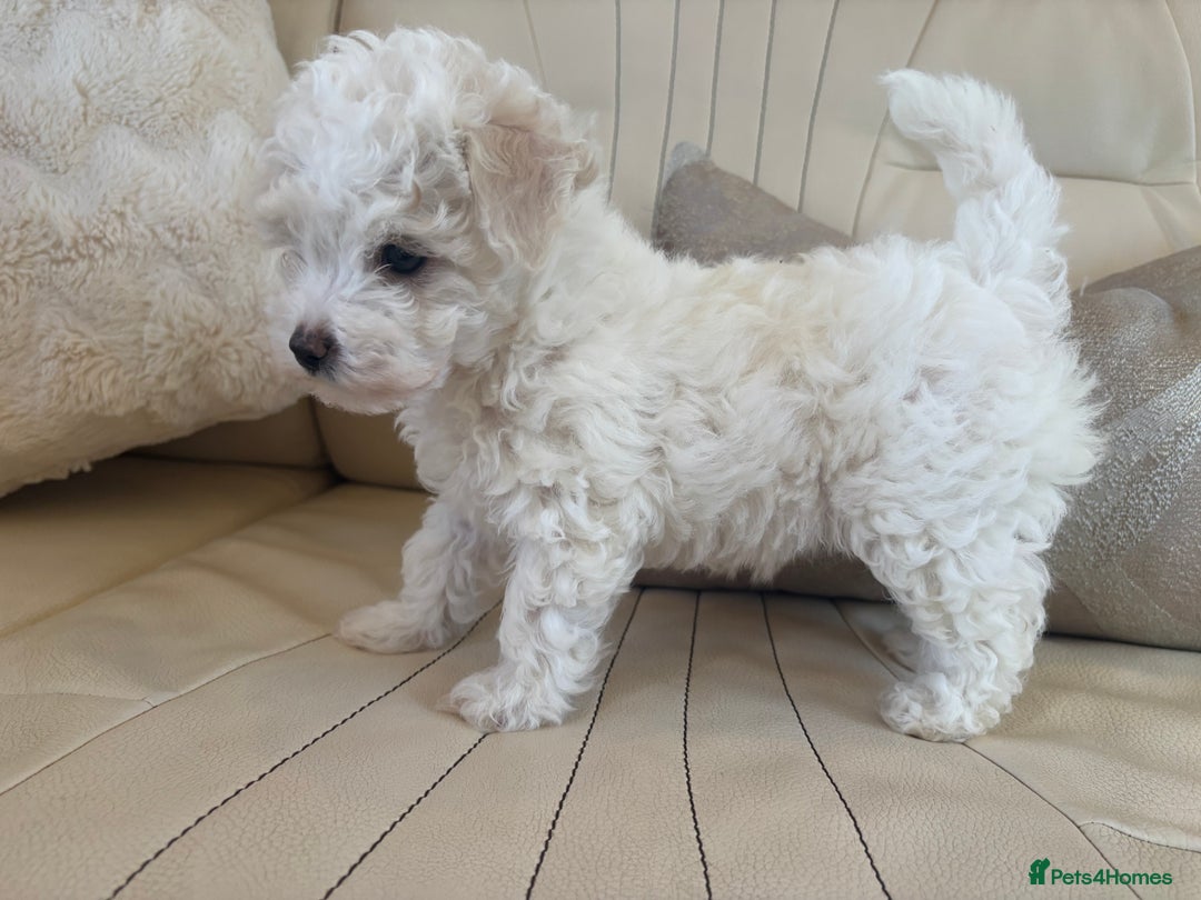 Toy Poodle dogs for sale: Toy poodle x Asian import  - Image 1