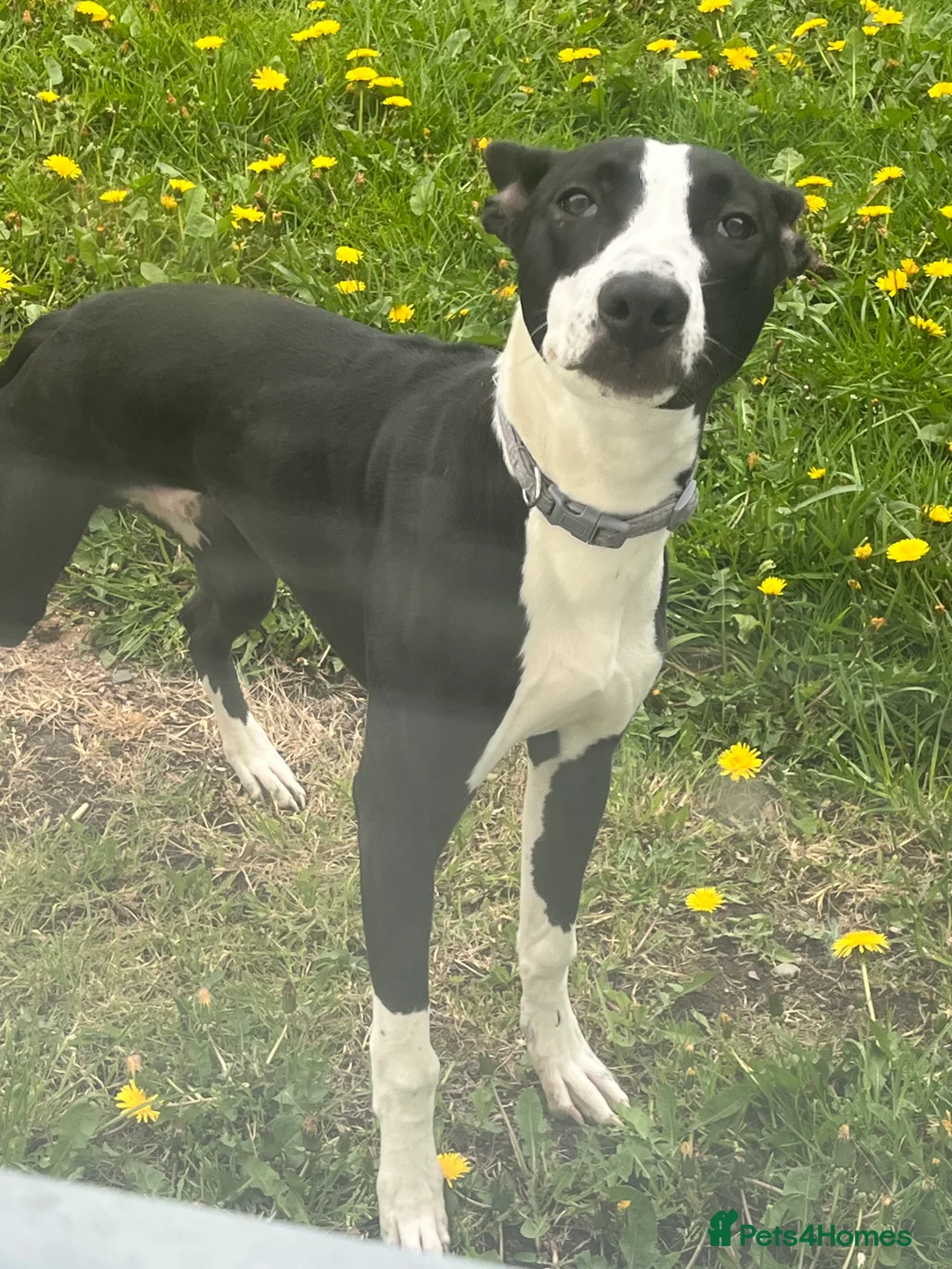 Lurcher dogs for sale: Lurcher (Saluki bull whippet) - Advert 2