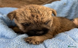 Cairn Terrier dogs for sale: CAIRN TERRIER PUPPIES - Advert 3
