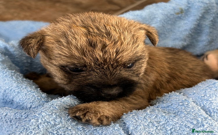 Cairn Terrier dogs - Advert 2