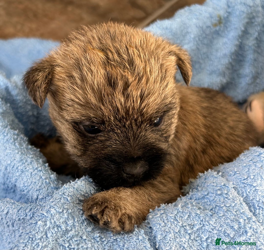 Cairn Terrier dogs for sale: CAIRN TERRIER PUPPIES - Advert 3