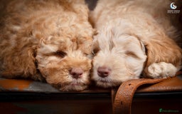 Cockapoo dogs for sale: **Ready Now**Miniature F1B Cockapoos  - Image 23