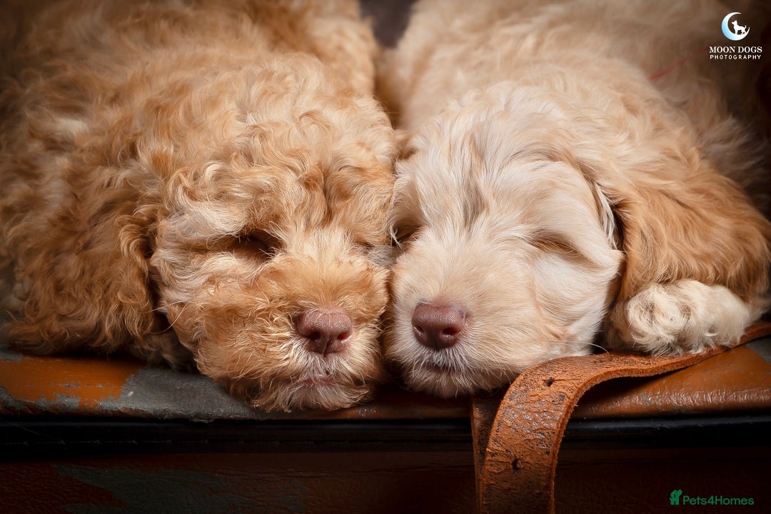 Cockapoo dogs for sale: **Ready Now**Miniature F1B Cockapoos  - Image 23