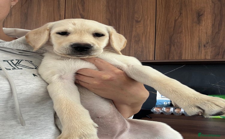 Labrador Retriever dogs in Rotherham - Advert 7