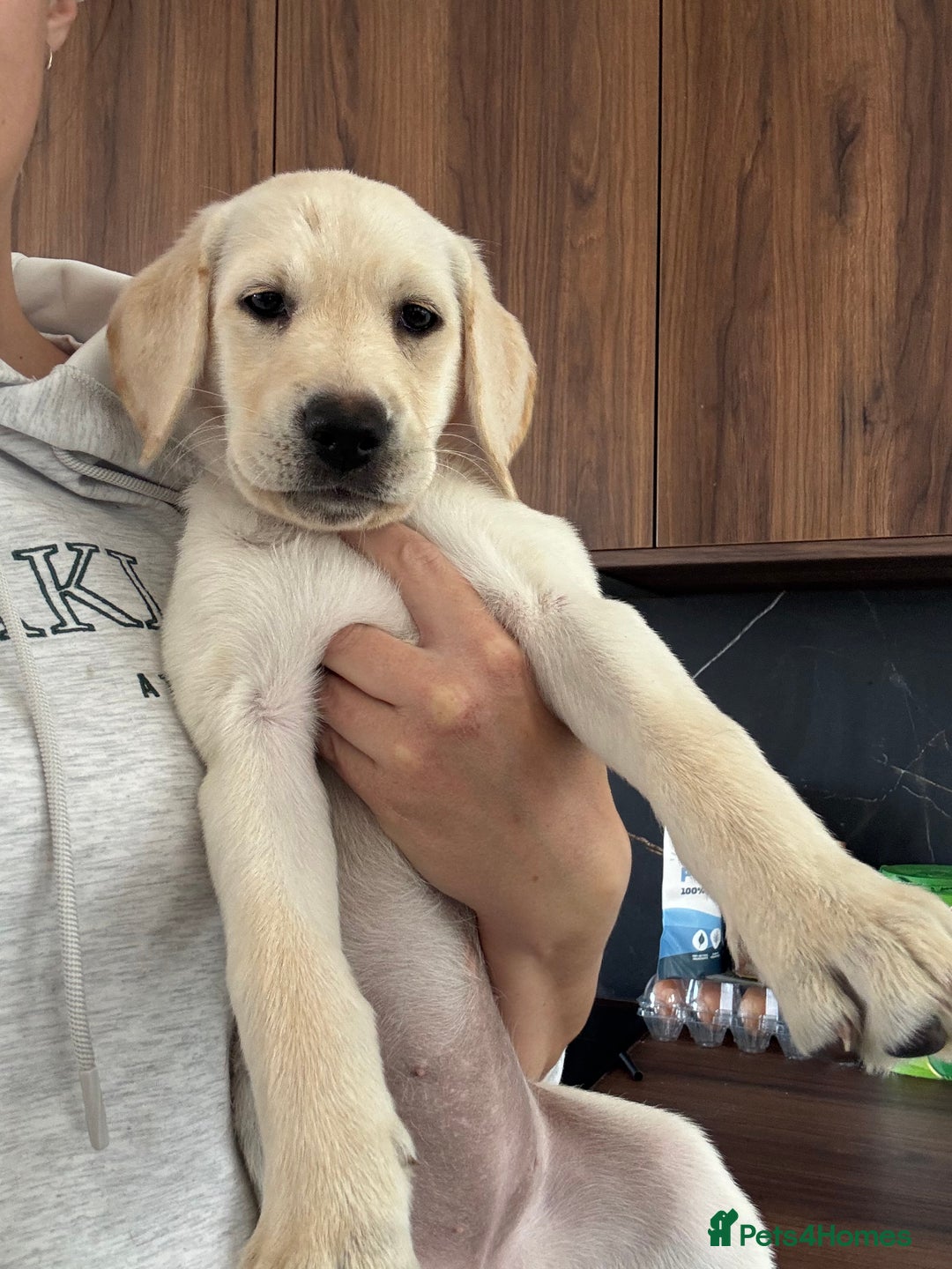 Labrador Retriever dogs for sale: KC Registered+Health checked Labrador puppies! in Rotherham - Image 1