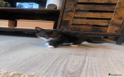 Domestic Shorthair cats for sale: Kittens  - Advert 3