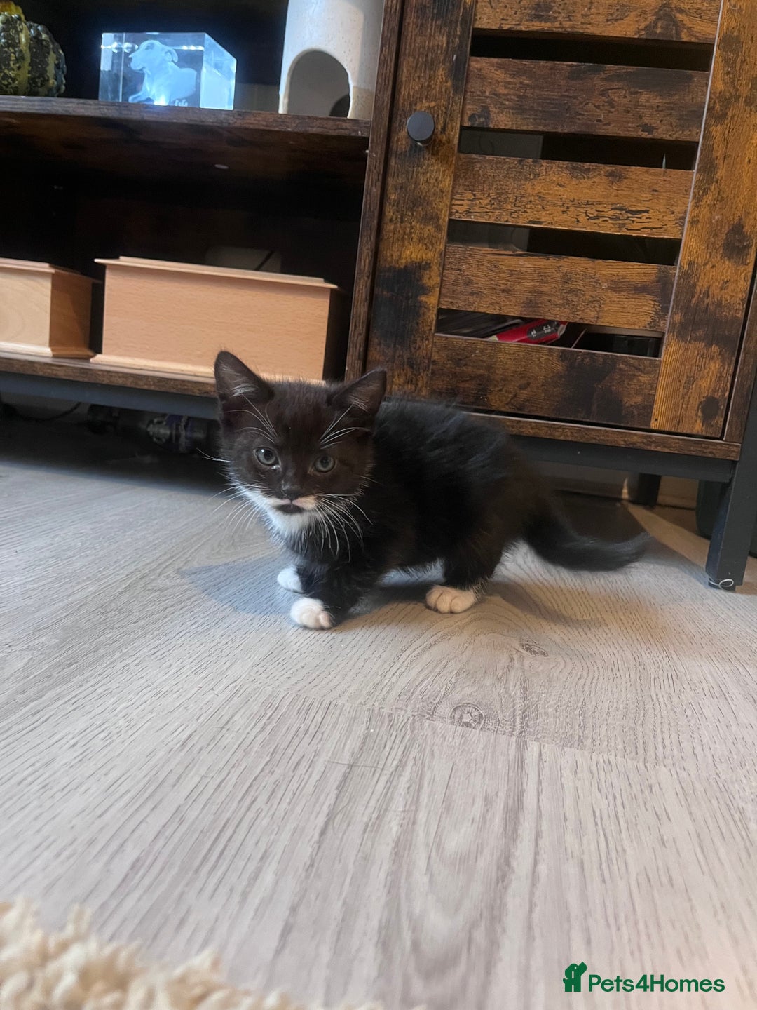 Domestic Shorthair cats for sale: Kittens  - Advert 3