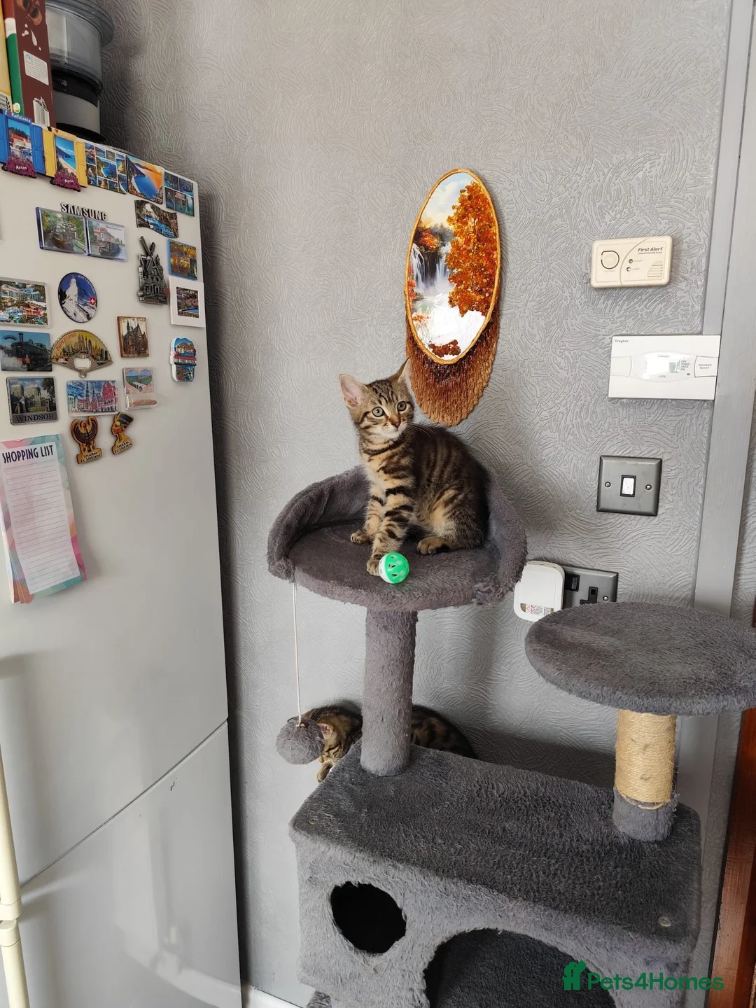 Mixed Breed cats for sale: Beautiful kittens ready for new home - Advert 2