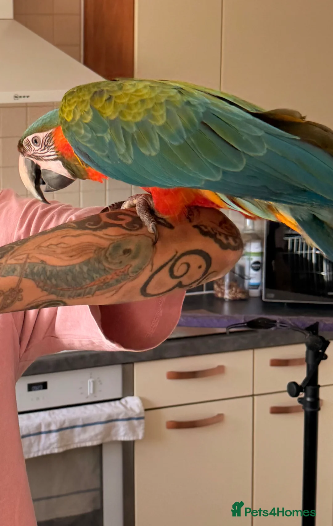 Macaws birds for sale: Scarinde macaw - Advert 3
