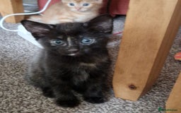 Mixed Breed cats for sale: Gorgeous Bundle Of Fluffy Kittens - Image 9