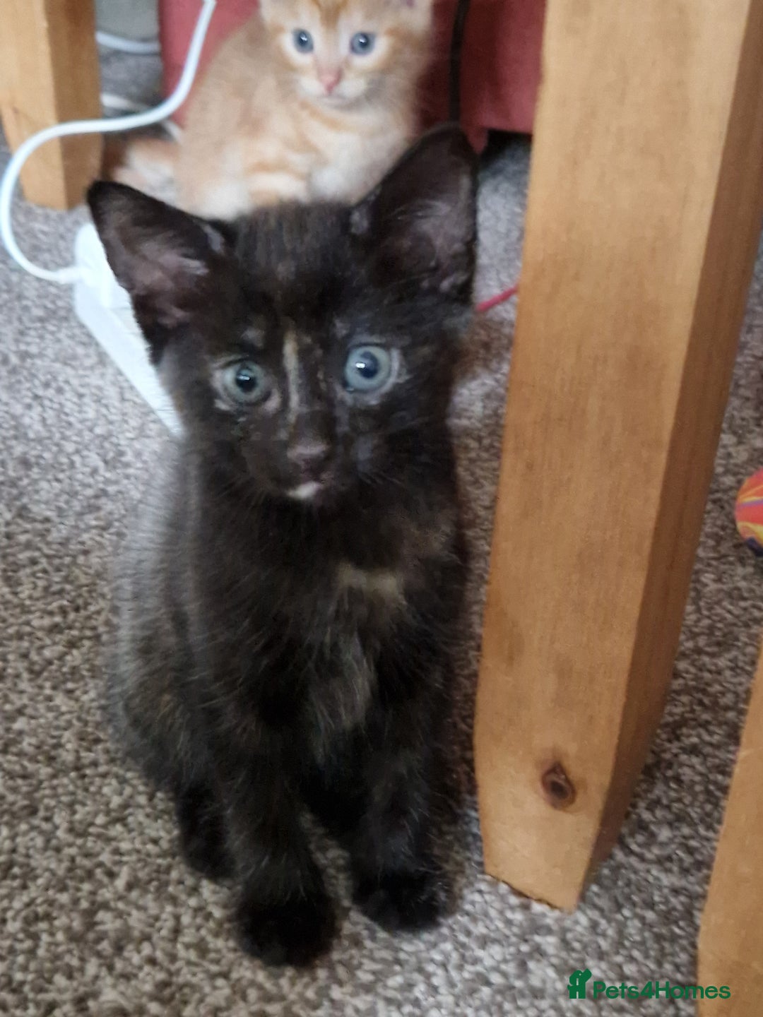 Mixed Breed cats for sale: Gorgeous Bundle Of Fluffy Kittens - Image 9