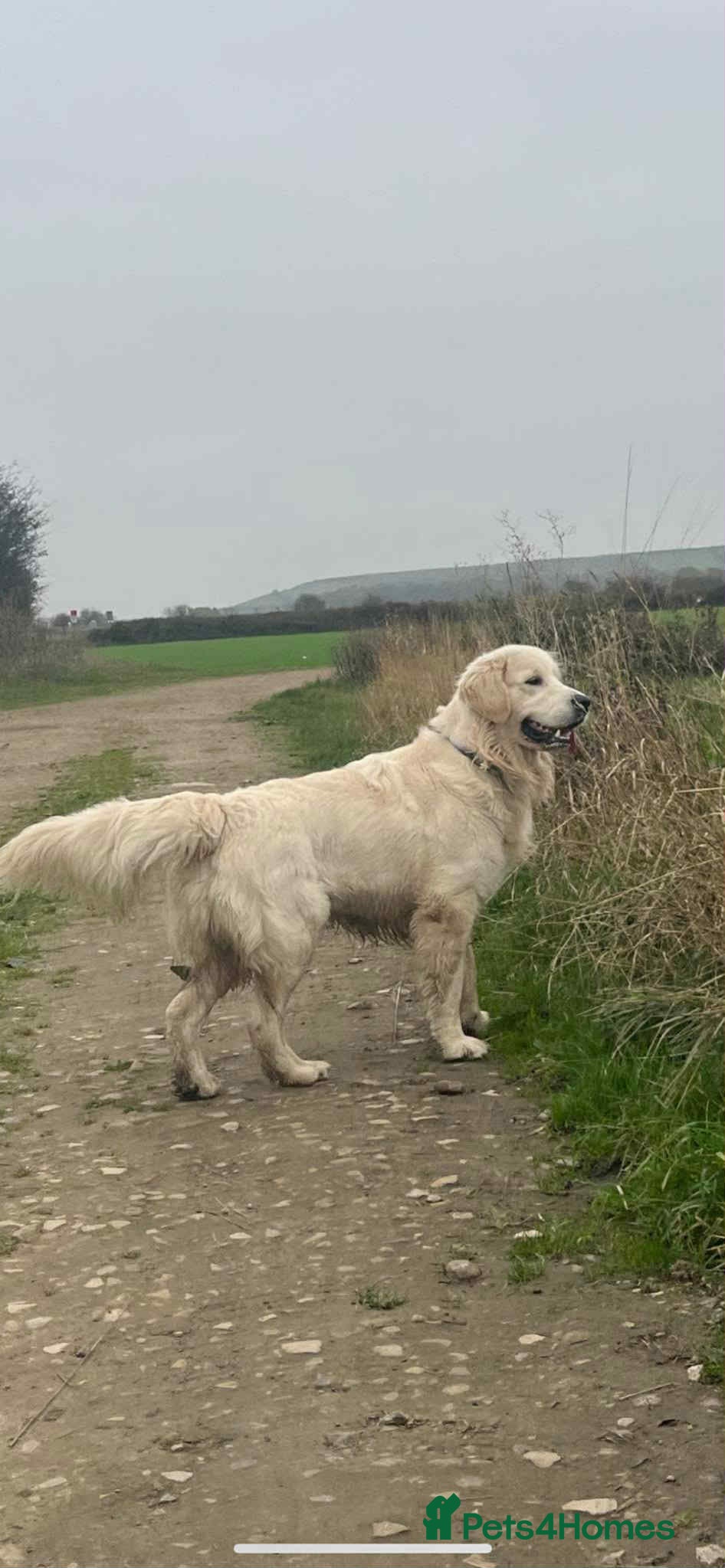 Golden Retriever dogs Proven k.c Registered Golden retriever For Stud  in Knottingley - Advert 5