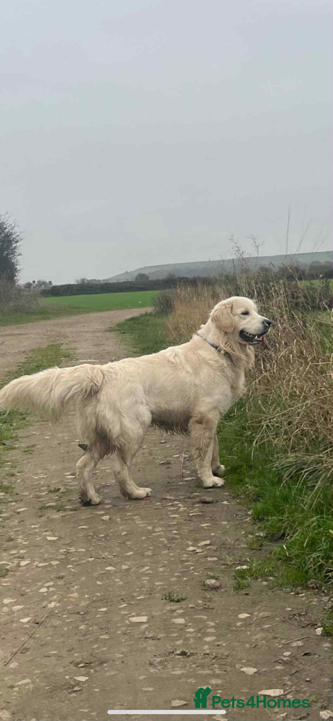 Golden Retriever dogs for stud: Handsome k.c Registered Golden retriever For Stud  in Knottingley - Image 3