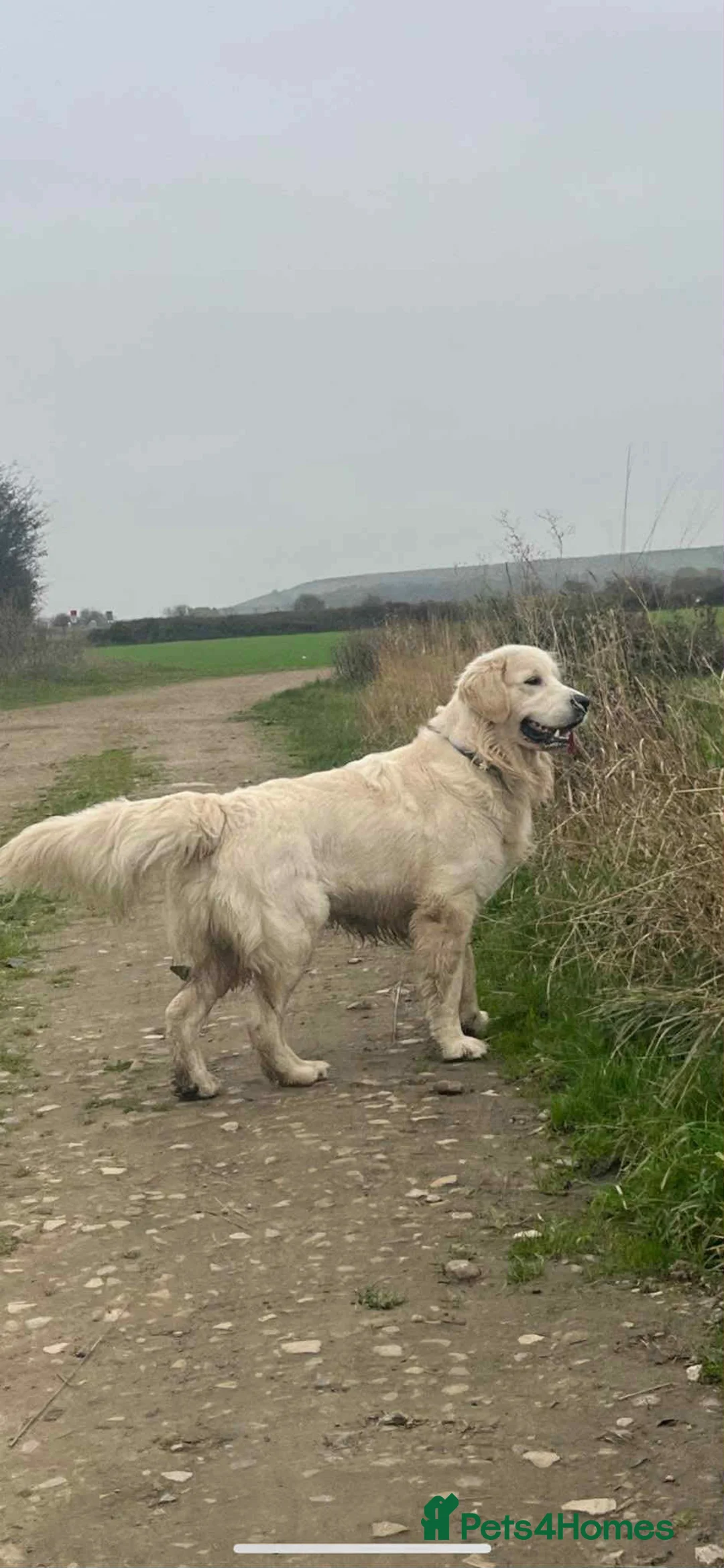 Golden Retriever dogs for stud: Handsome k.c Registered Golden retriever For Stud  in Knottingley - Advert 5