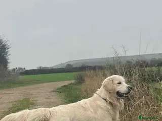 Golden Retriever dogs Proven k.c Registered Golden retriever For Stud in Knottingley - Advert 6