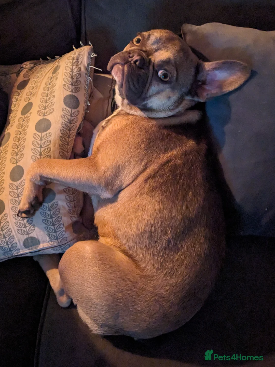 French Bulldog dogs for sale: Female Frenchie 1.5 years old - Advert 6