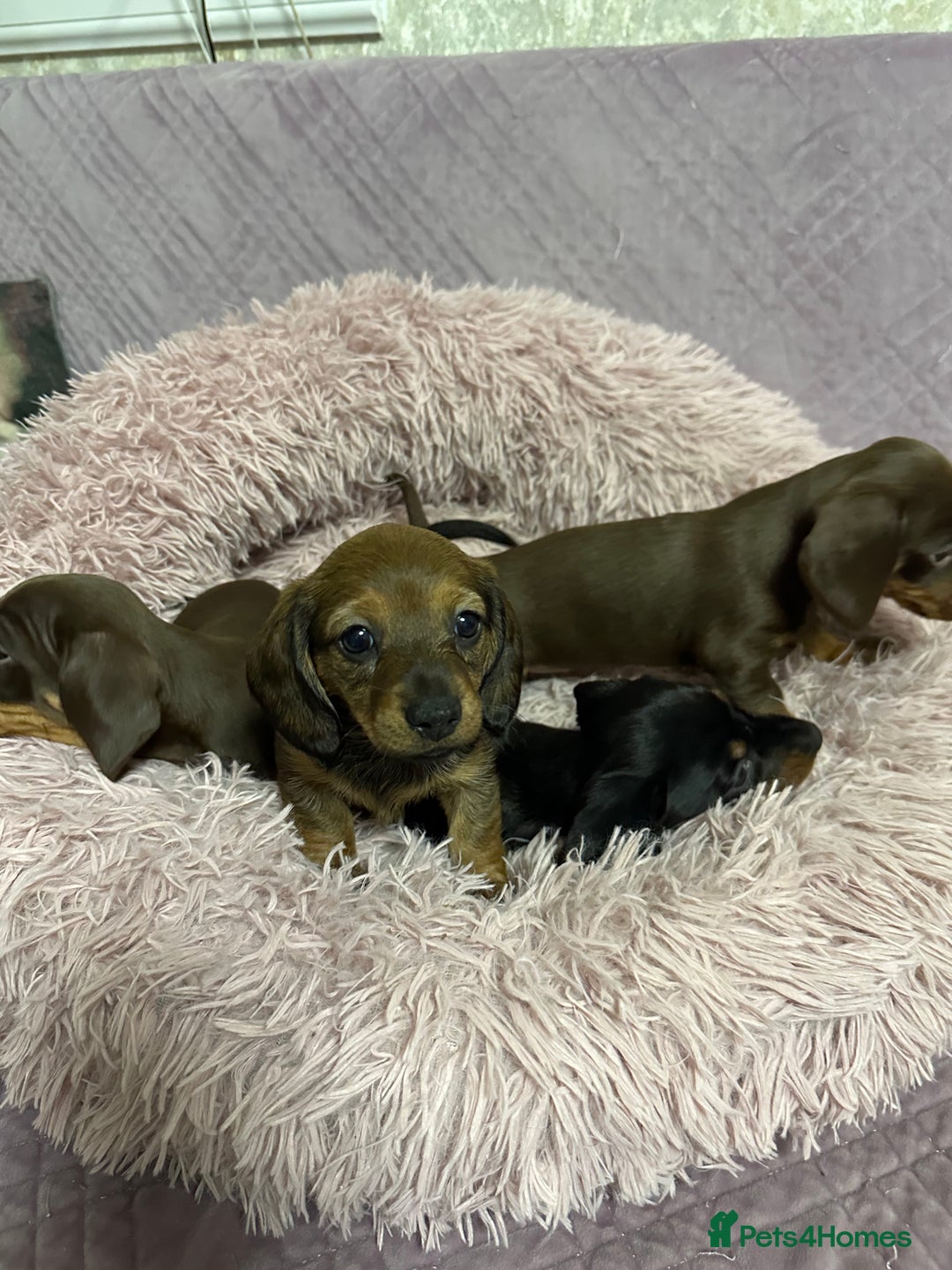 Miniature Dachshund dogs for sale: Mini dachshund  - Advert 8