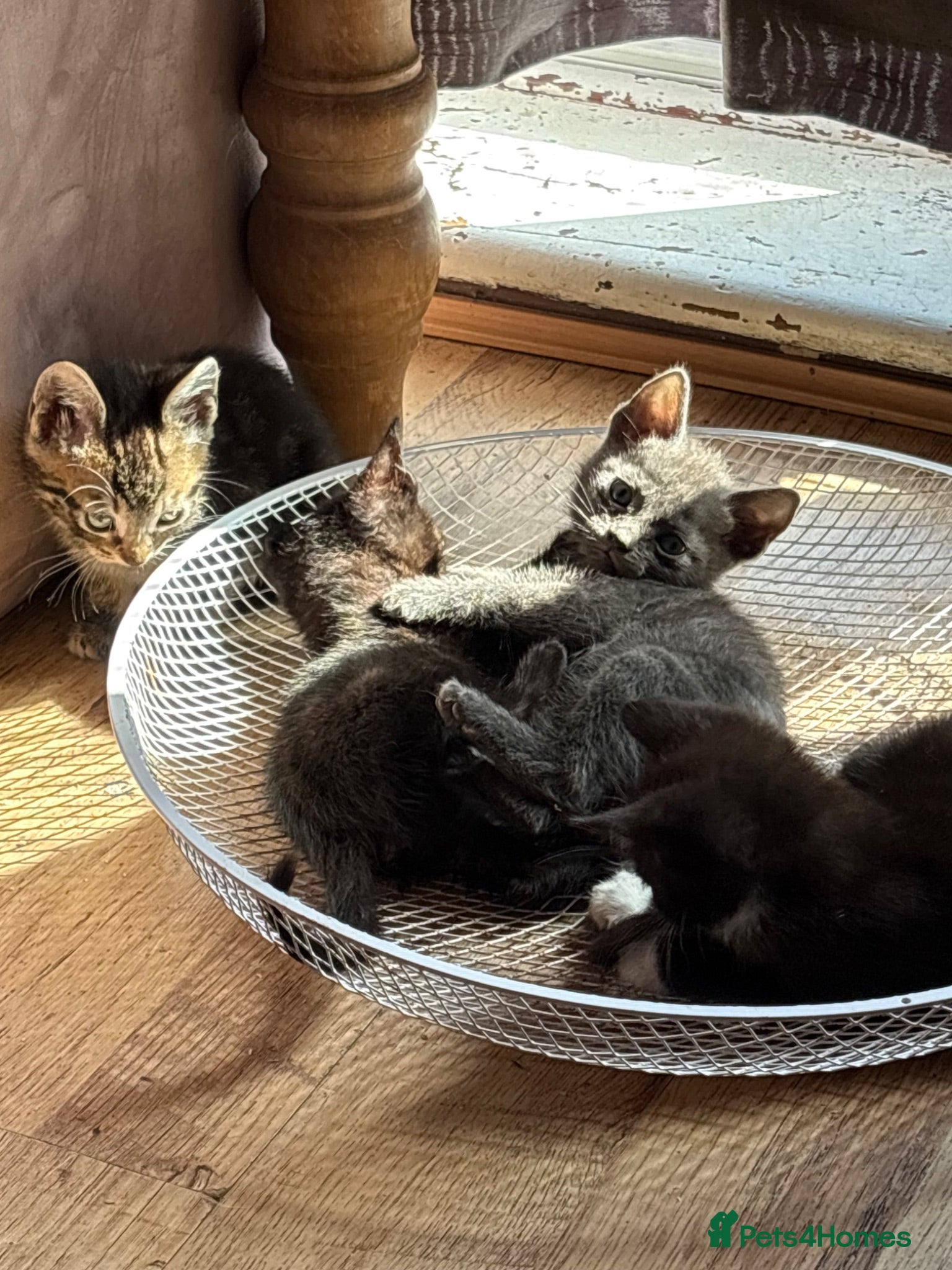Mixed Breed cats British shorthair x Bengal Kittens  - Advert 1