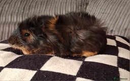 Guinea Pig rodents for sale: Female Abyssinian black & Ginger Guinea Pig  - Image 1