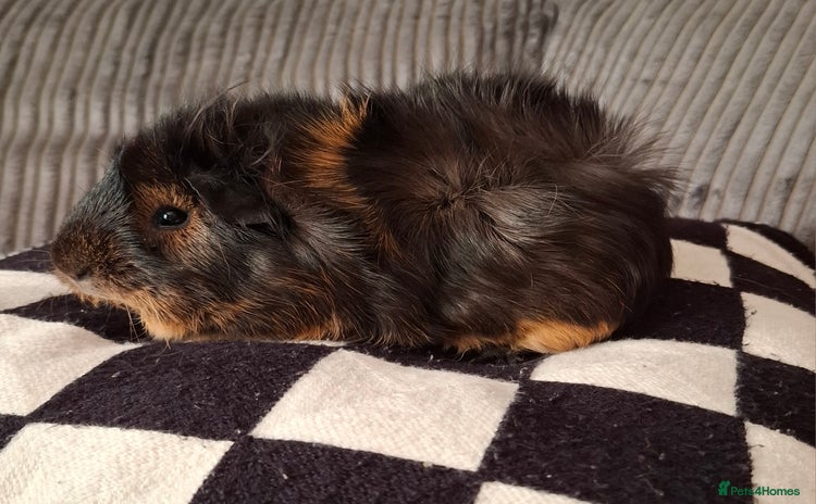 Guinea Pig rodents - Advert 5
