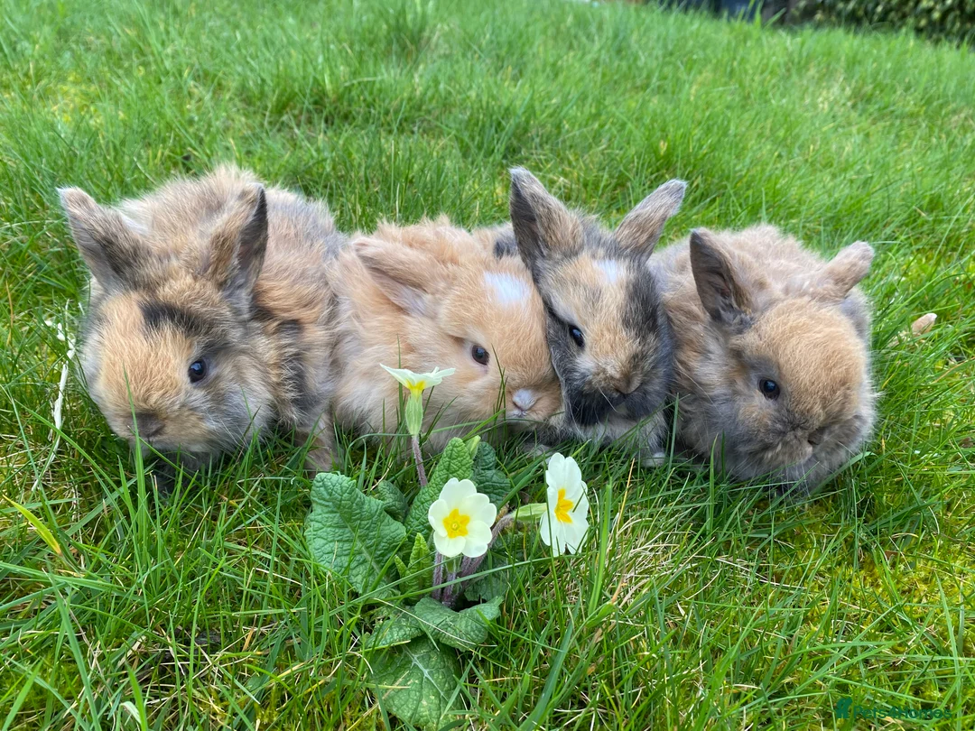 Mini Lop rabbits for sale: Beautiful baby mini lop rabbits - Advert 1