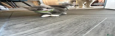 Grey and white tabby boy Green collar 