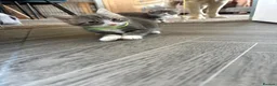 Mixed Breed cats for sale: Gorgeous grey and white fluffy kittens ready now  - Advert 34