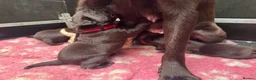 Labrador Retriever dogs for sale: KENNEL CLUB REGISTERED CHOCOLATE LABRADOR PUPPIES  - Advert 7