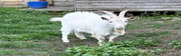 Goats livestock for sale: Young proven Pygmy Billy Goat - Advert 2