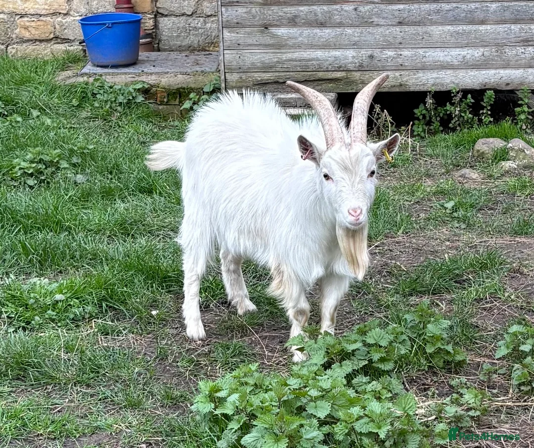 Goats livestock for sale: Young proven Pygmy Billy Goat - Advert 2