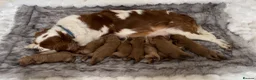 Cockapoo dogs for stud: Red Min Poodle PRA Clear & Other DNA Clear - Advert 2