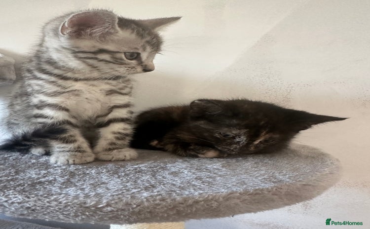 Mixed Breed cats - Advert 16