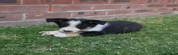 Mixed Breed dogs for sale: 🐶 Gorgeous Border Collie Cross Puppies - Advert 9