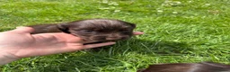 Cocker Spaniel dogs for sale: Chocolate working cocker spaniel puppies - Advert 8