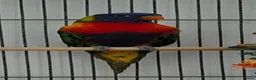 Lorikeets birds for sale: Rainbow Parakeet in Coatbridge - Advert 2