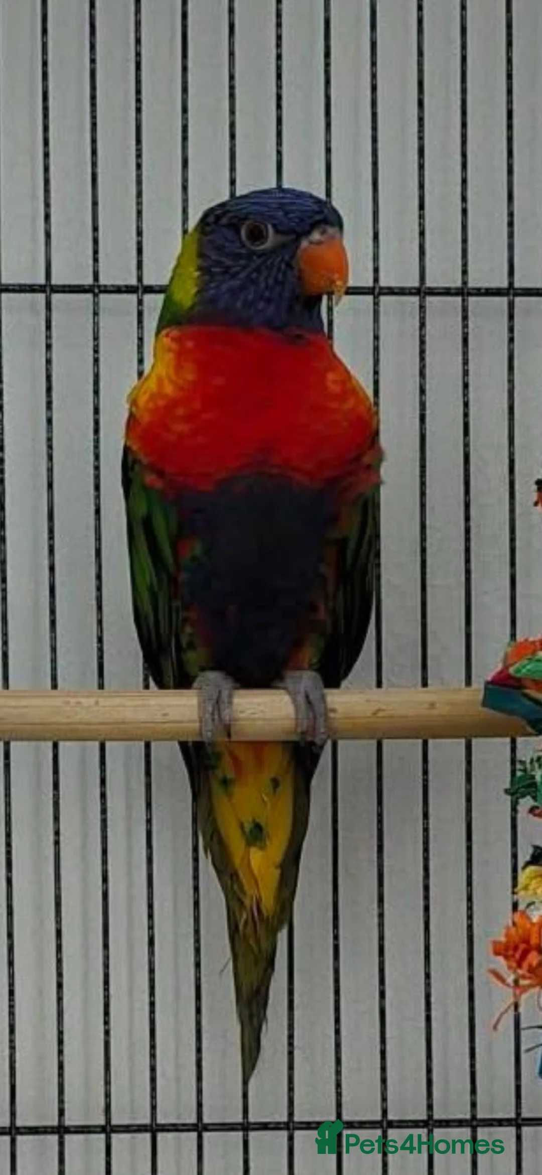 Lorikeets birds for sale: Rainbow Parakeet in Coatbridge - Advert 2