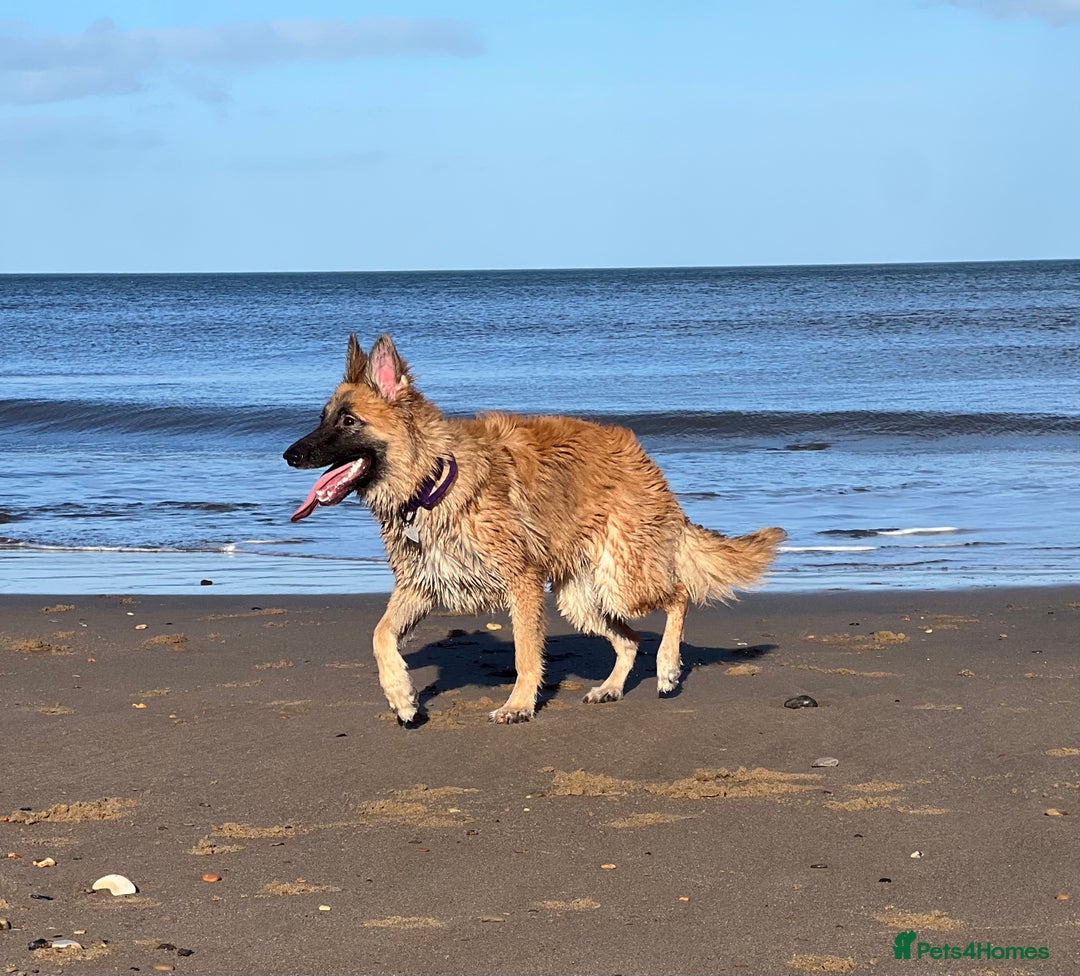 German Shepherd dogs for sale: German shepherd girl - Image 1
