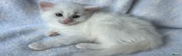 Ragdoll cats for sale: Stunning Ragdoll kittens Blue Colourpoint  - Advert 7