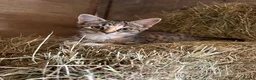 Mixed Breed cats for sale: Beautiful kittens for sale. - Advert 3