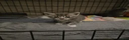 Mixed Breed cats for sale: Beautiful kittens for sale  - Advert 13