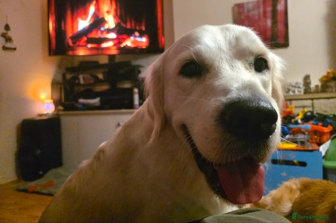 Golden Retriever dogs for sale: Big loving KC Golden Retriever - Advert 2