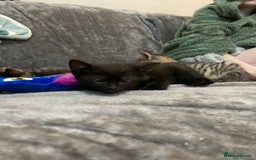 Mixed Breed cats for sale: Kittens looking for their forever homes  - Advert 6