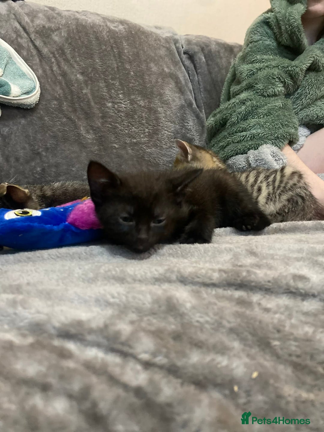 Mixed Breed cats for sale: Kittens looking for their forever homes  - Advert 6