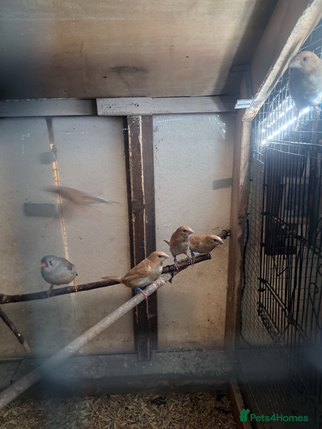 Finches birds for sale: Bengalese and pair of zebra finch  - Advert 6